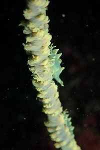 ムチカラマツエビ