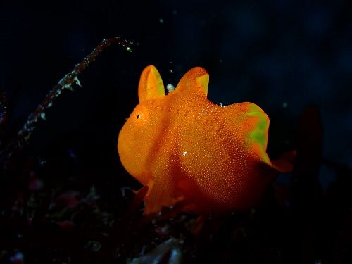 イロカエルアンコウ