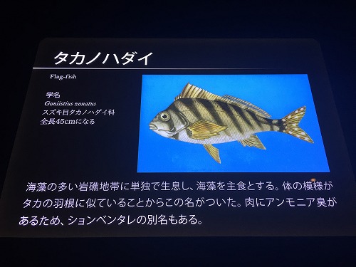 タカノハダイ