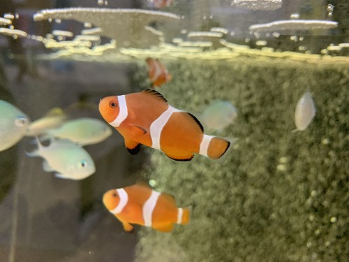 カクレクマノミ