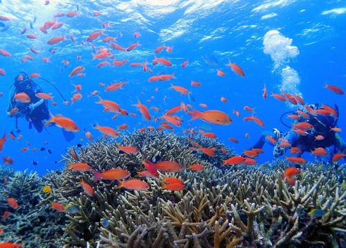 春の海とサンゴの話 ― 3月5日は海の環境を考える日