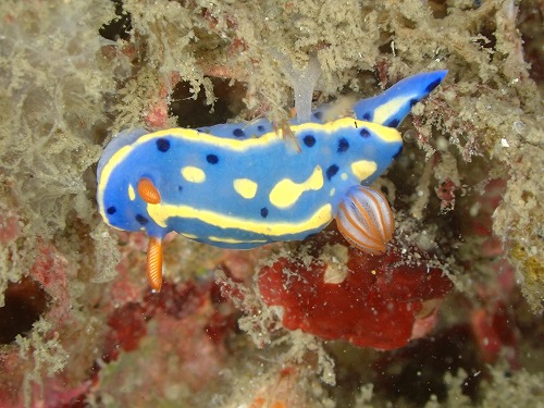 兵庫県ダイビングツアー【トレーニングDIVE！】12/7