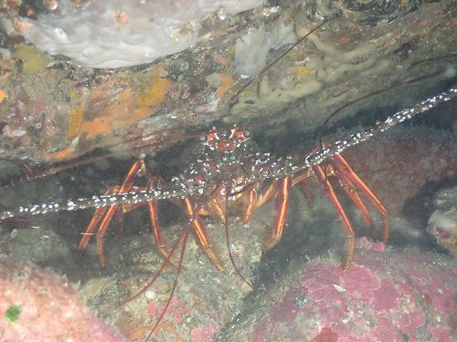 日和佐ダイビングツアー【日帰り3DIVE！！】12/21