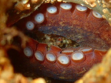 昼と夜で顔が変わる？マダコの観察ポイント