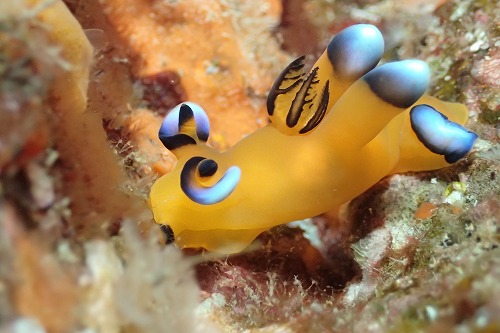 串本・須江ダイビングツアー【300DIVE＆AOW認定おめでとう！！】2/6-2/8